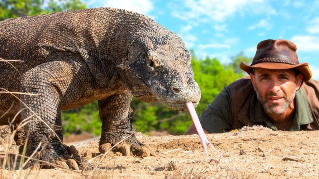 Close encounters with the Komodo Dragon with wildlife adventurer Coyote Peterson in the background